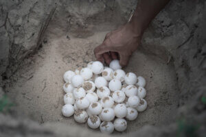 Buried sea turtle eggs.