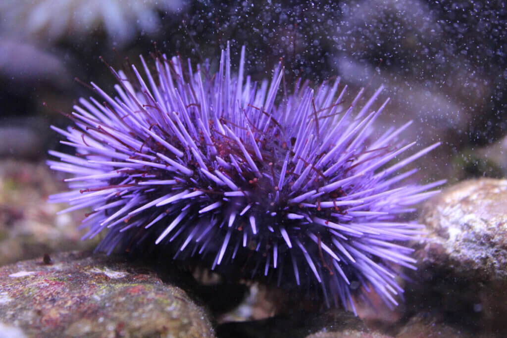 Discover 5 Interesting Facts About Sea Urchins