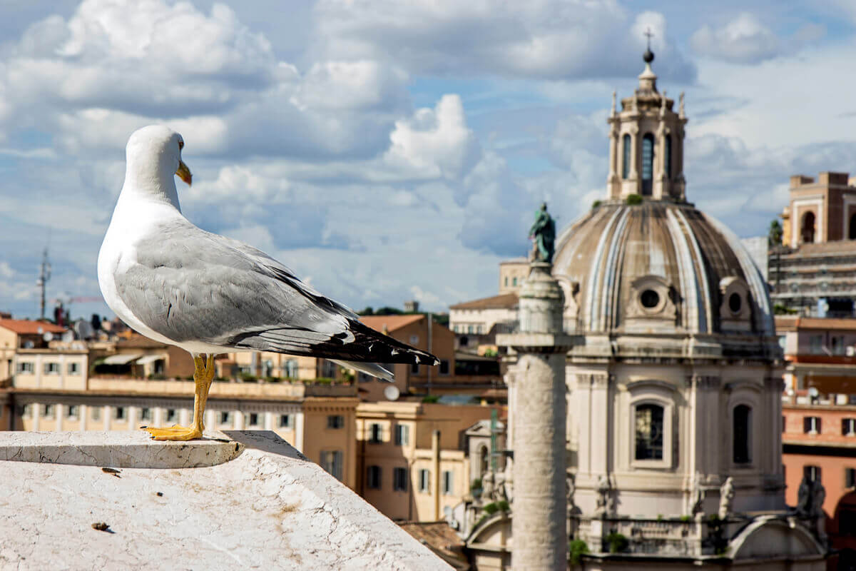 Noise pollution and birds.