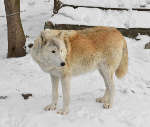 Lonely tundra wolf.