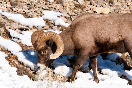 All About the Siberian Fauna - My Animals