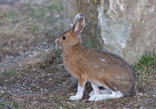 The snowshoe hare: a species of hare found in North America.