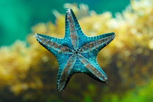 Starfish: fragmentation.