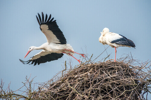 Two storks building a nest.