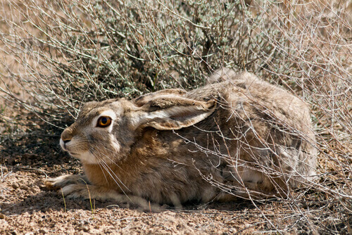 The tolai hare: a species of hare found in Central Asia.