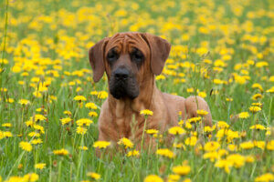 The Tosa Inu: A Perfect Mix of Europe and Asia