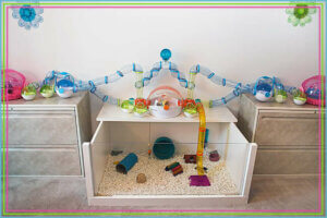 Hamster: homemade toys.