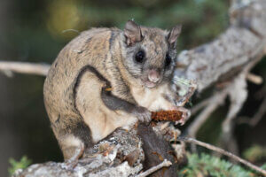 Flying Squirrels Are Victims of Illegal Trafficking in Florida
