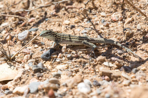 Whiptail lizard: parthenogenesis.