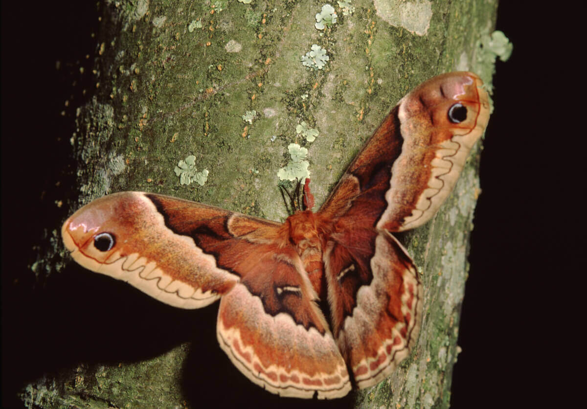 A deaf moth in various tones of reddish brown.