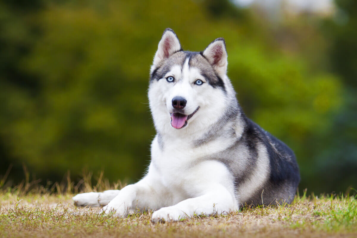 A Siberian Husky laying in the grass.