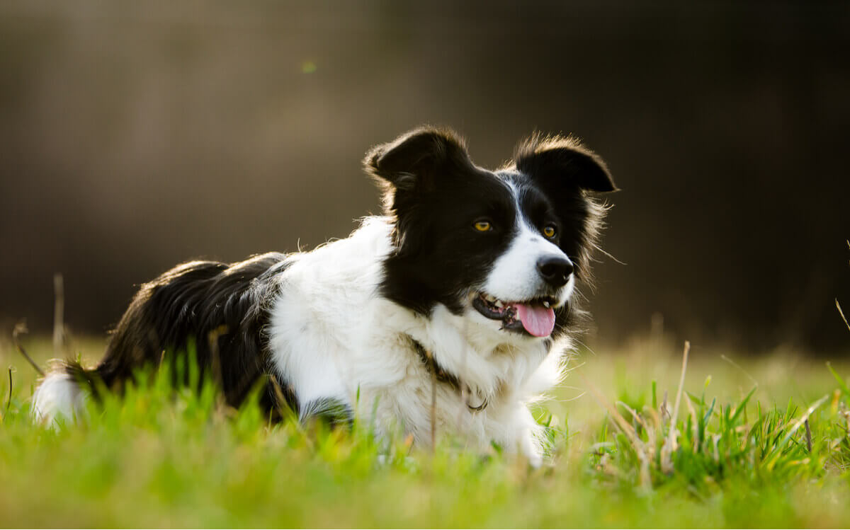 An anxious dog breed.