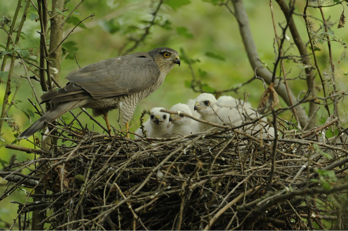 A Eurasian Sparrowhawk perched on the edge of a nest full of its young.