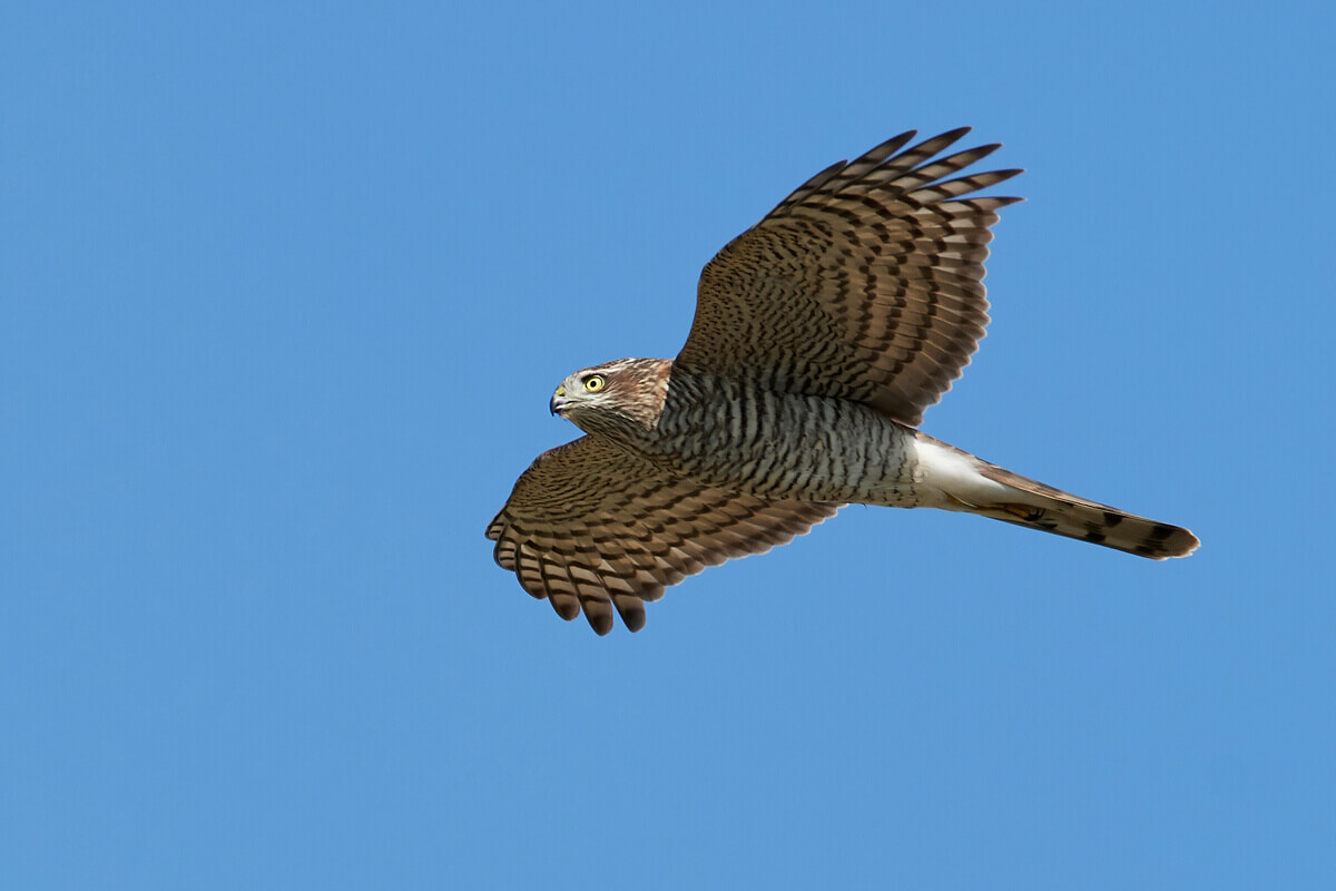 A Eurasian Sparrowhawk soaring accross a blue sky.