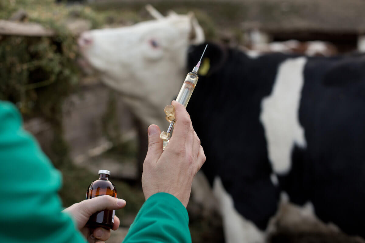A veterinarian holding a glass vial and a syringe with a cow in the background.