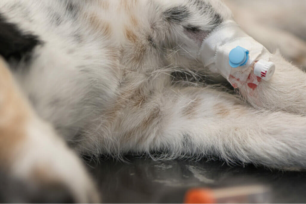 Intravenous Therapy in Pets and Possible Complications My Animals