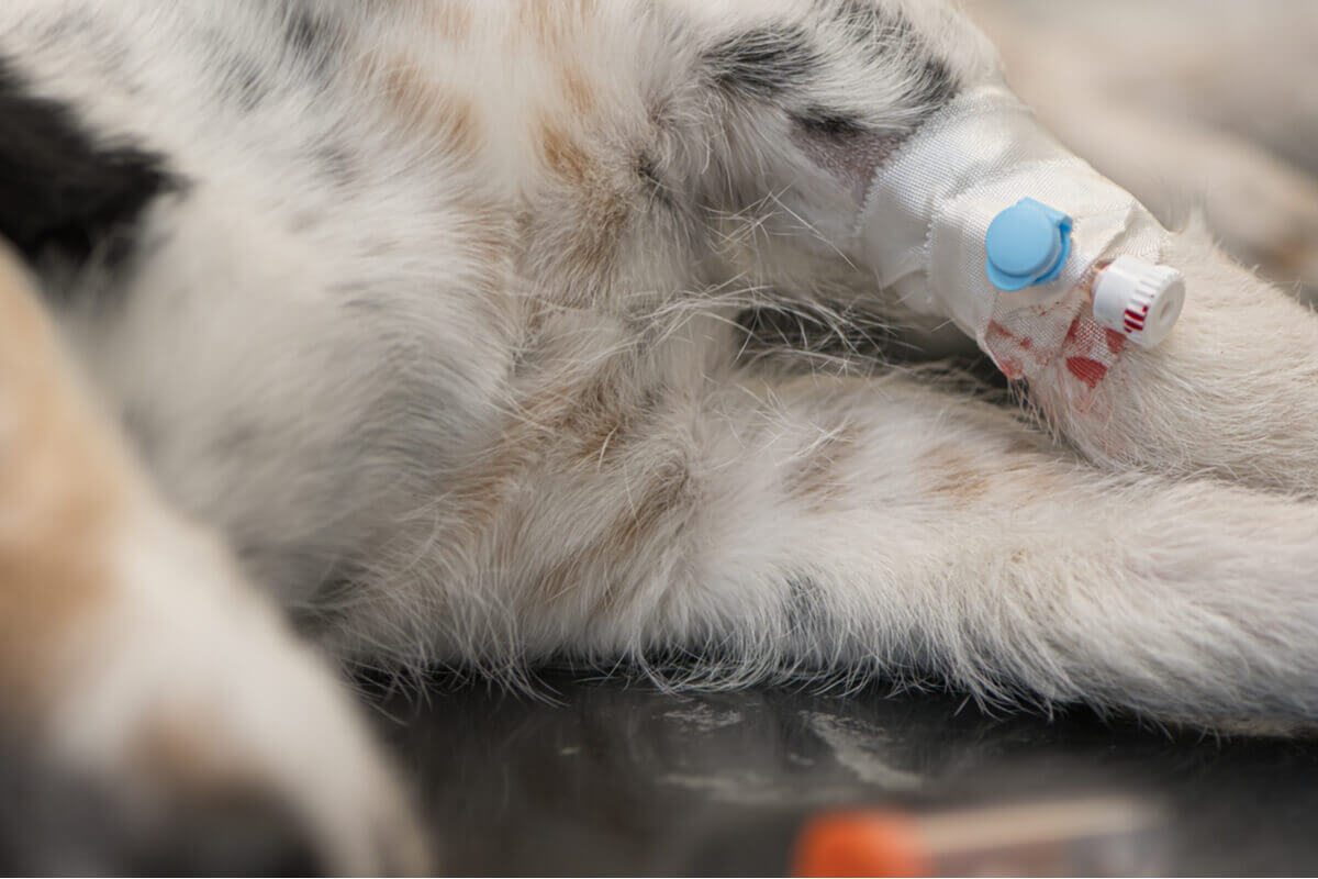 A dog with an IV port on its leg.