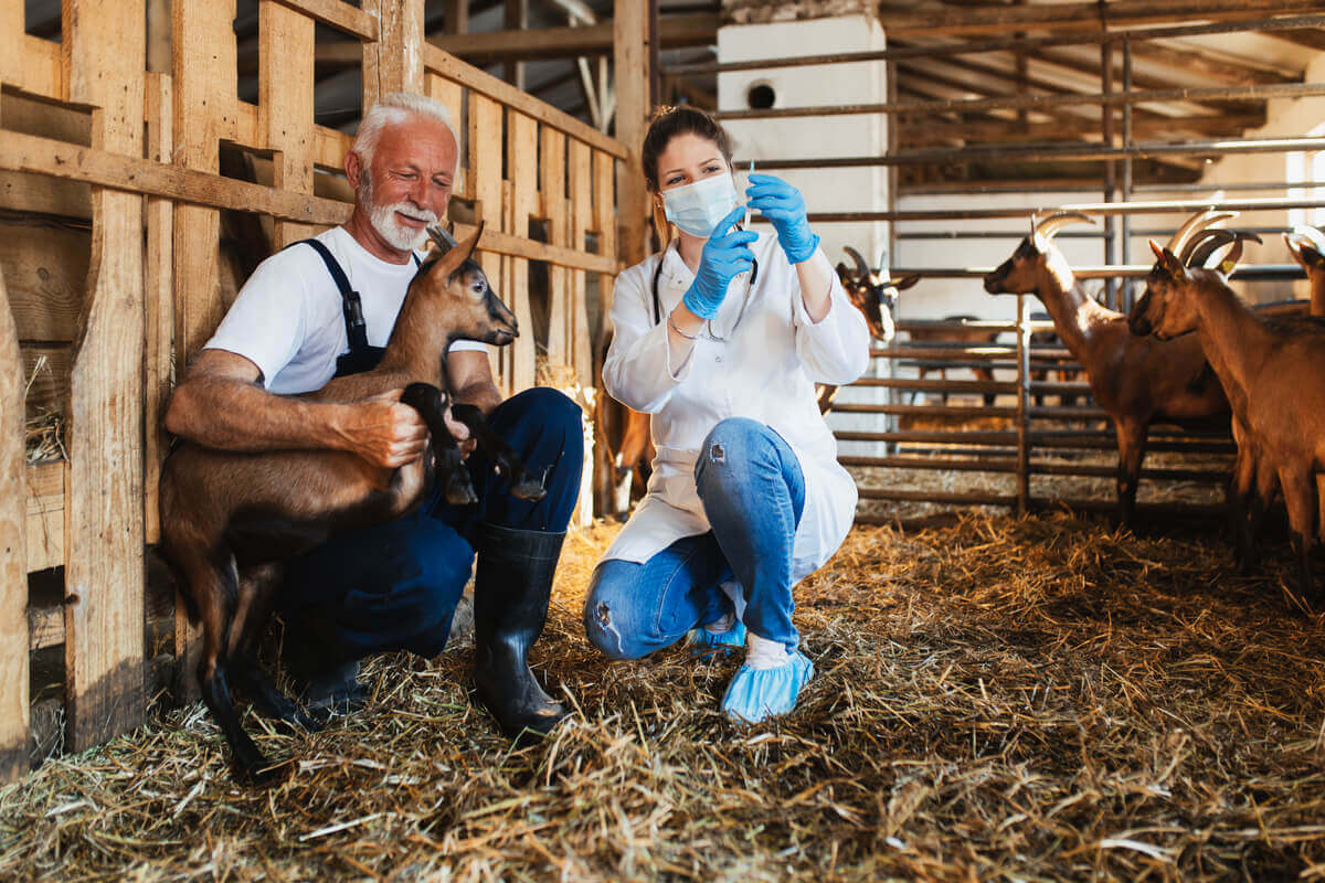 A veterinarian preparing an injection while a farmer holds a small goat.