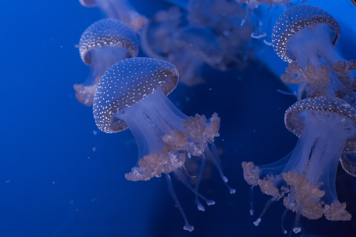 Blue jellyfish glowing in the ocean.