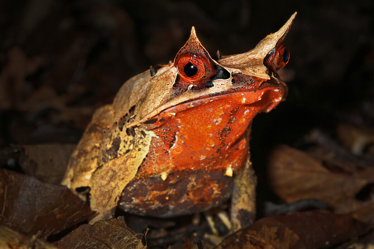 A long-nosed horned frog of Asia.