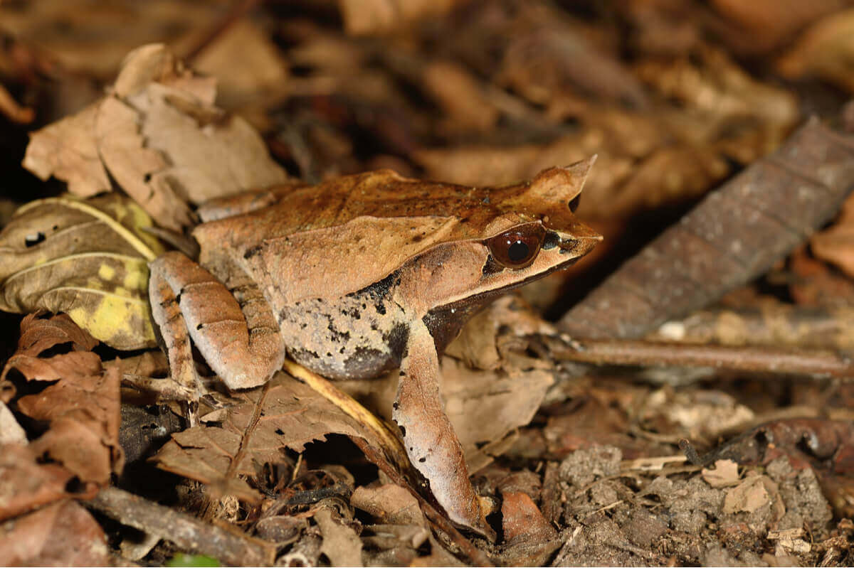 A leaf frog blending in with its surroundings.
