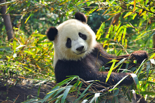 A smily panda.