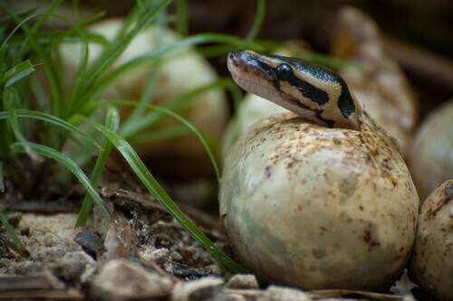 A snake warms its eggs.