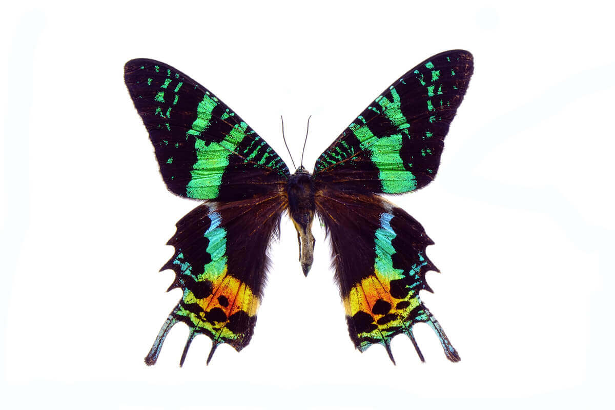 A sunset moth from Madagascar.