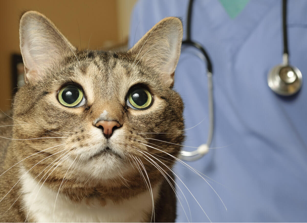 A cat in a veterinary clinic.