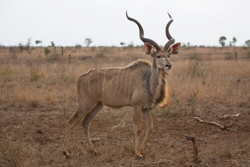 A Greater Kudu standing in an open plain.