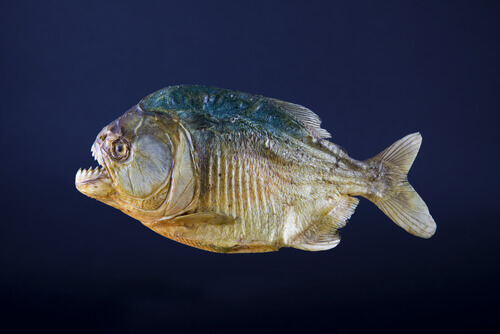 A piranha.
