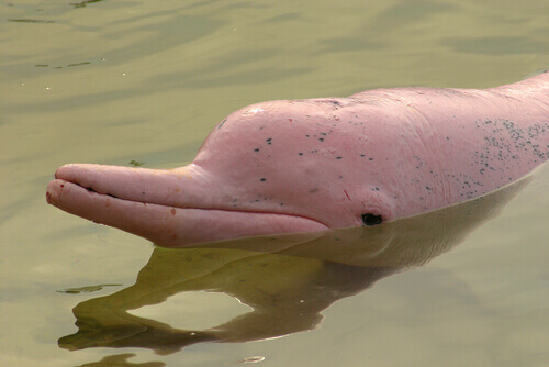 The pink head of an Amazon river dolphin peaking out of the water.