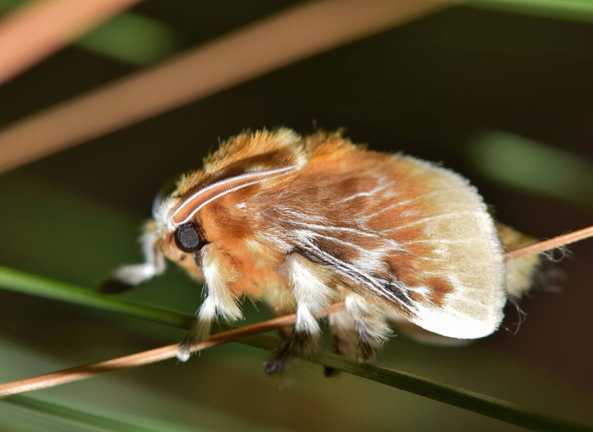 A closeup photo of a southern flannel moth.