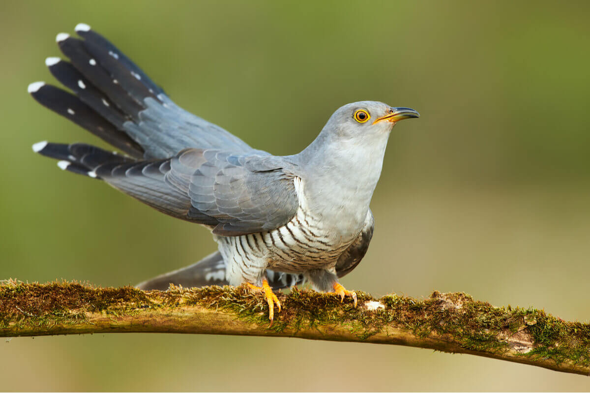A cuckoo perched on a branch.