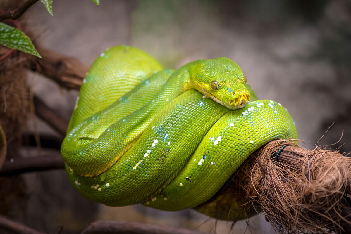 A green snake wrapped around a branch.