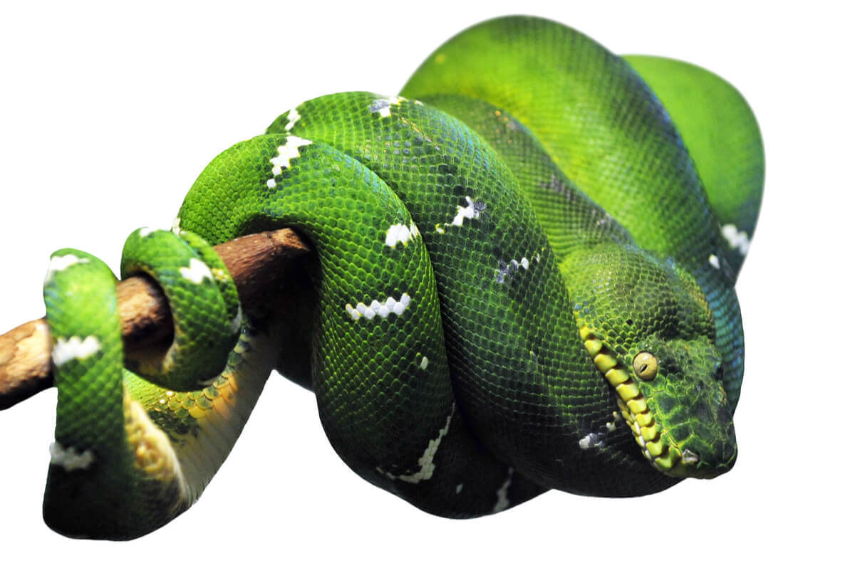 An emerald tree boa wrapped around a branch.
