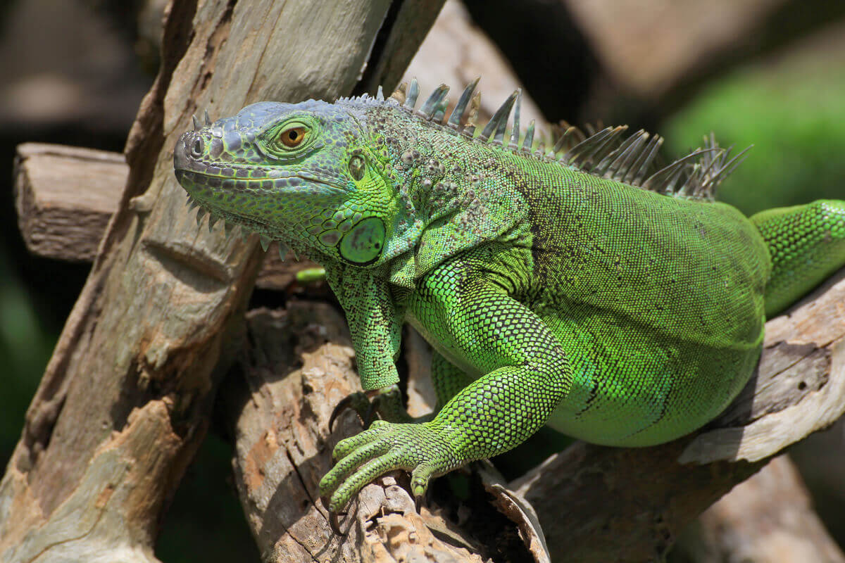 An iguana climbing on branches.