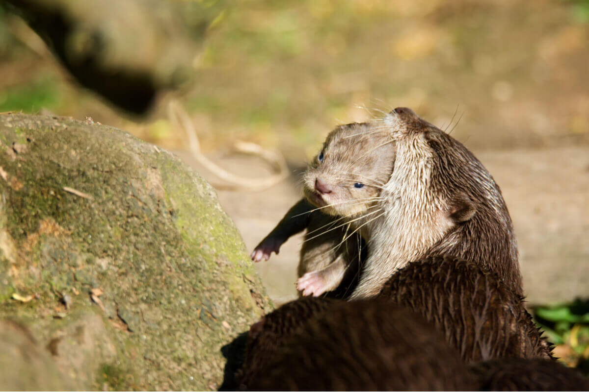 Affectionate behavior of otters.