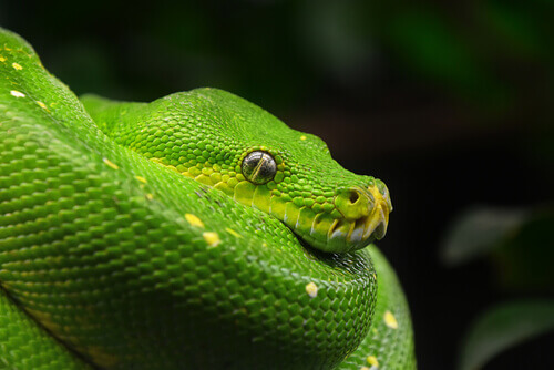 A green tree python.