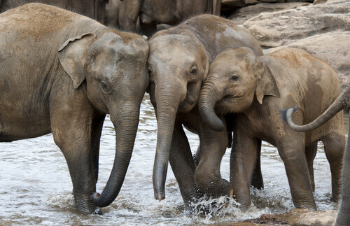 Asian elephants play in a stream.