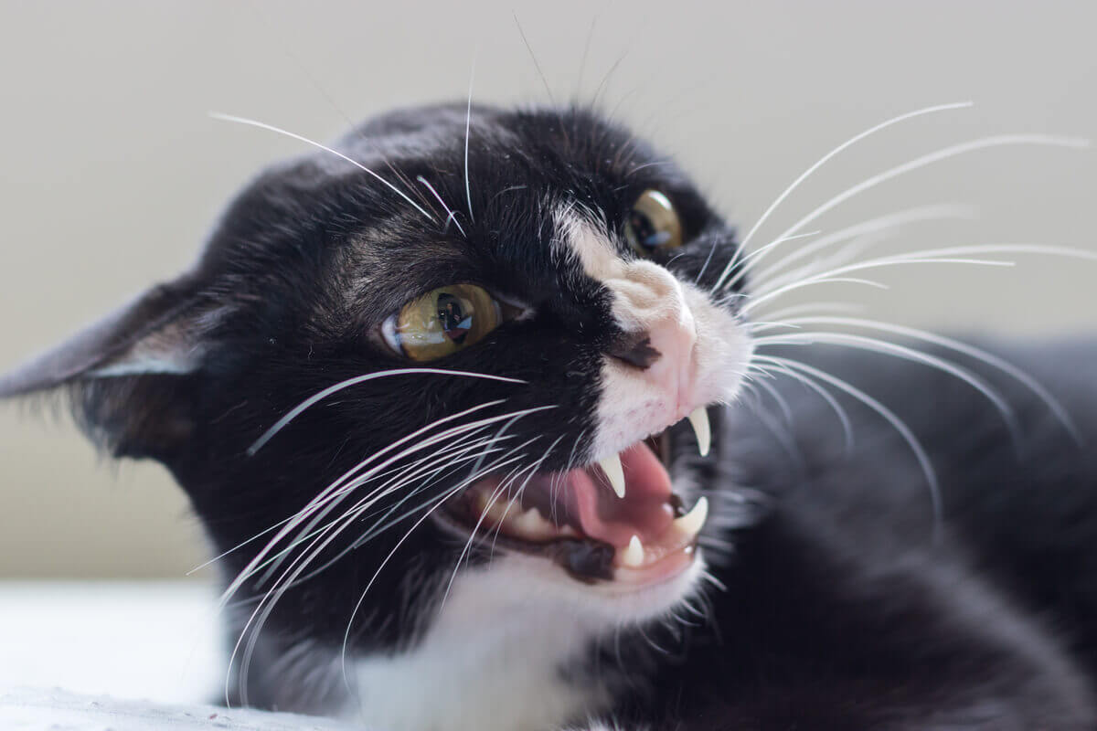 A balck and white cat hissing with its ears back.