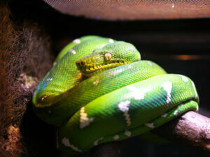 The Emerald Tree Boa: Care in Captivity