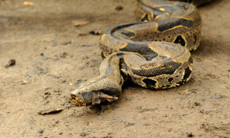 bow constrictor snake