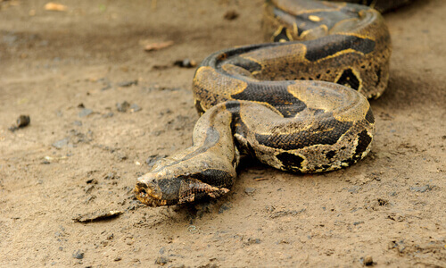 A boa constrictor slithering accross the dirt.