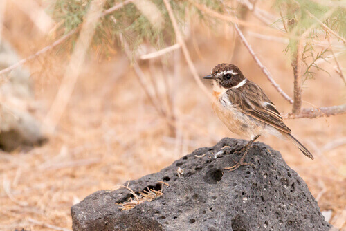 A Canary Islands stonechat.
