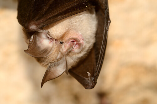A canary big-eared bat hanging upside down.