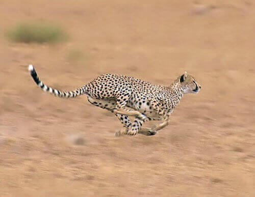 A cheetah running at full speed.
