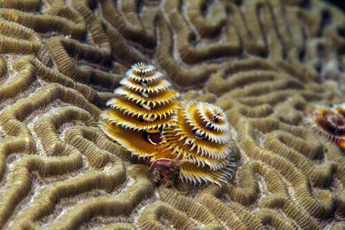 Two Christmas tree worms.