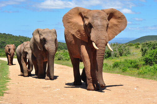 Differences Between Asian and African Elephants