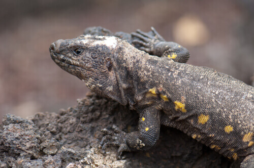 An El Hierro giant lizard on a rock.